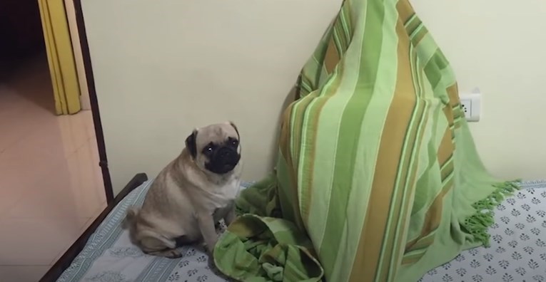 Mops ugledao najdražu osobu nakon godinu dana, njegova reakcija je neprocjenjiva